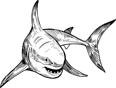 https://bacsharks.com/wp-content/uploads/2024/03/shark-illustration-1-1.png