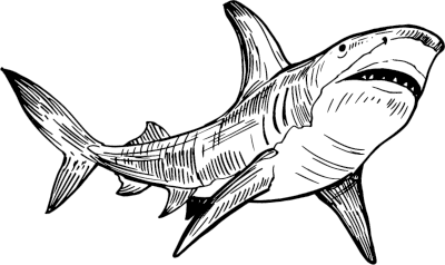 https://bacsharks.com/wp-content/uploads/2024/03/shark-illustration-4.png